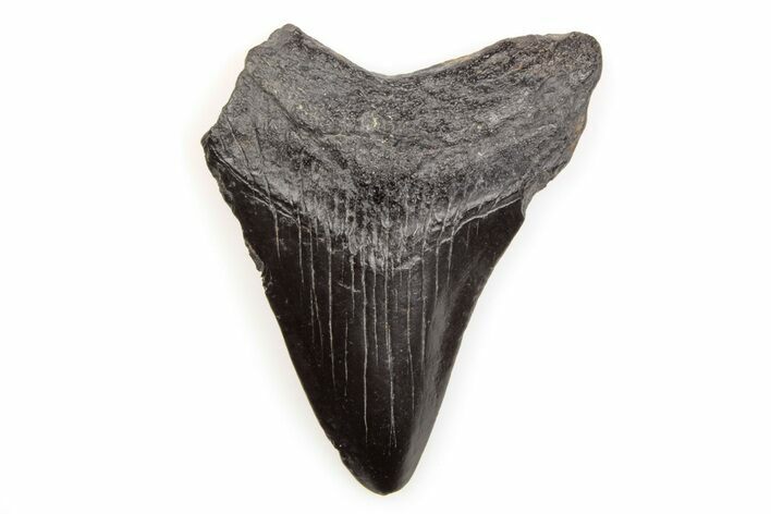 Juvenile Megalodon Tooth - South Carolina #196023